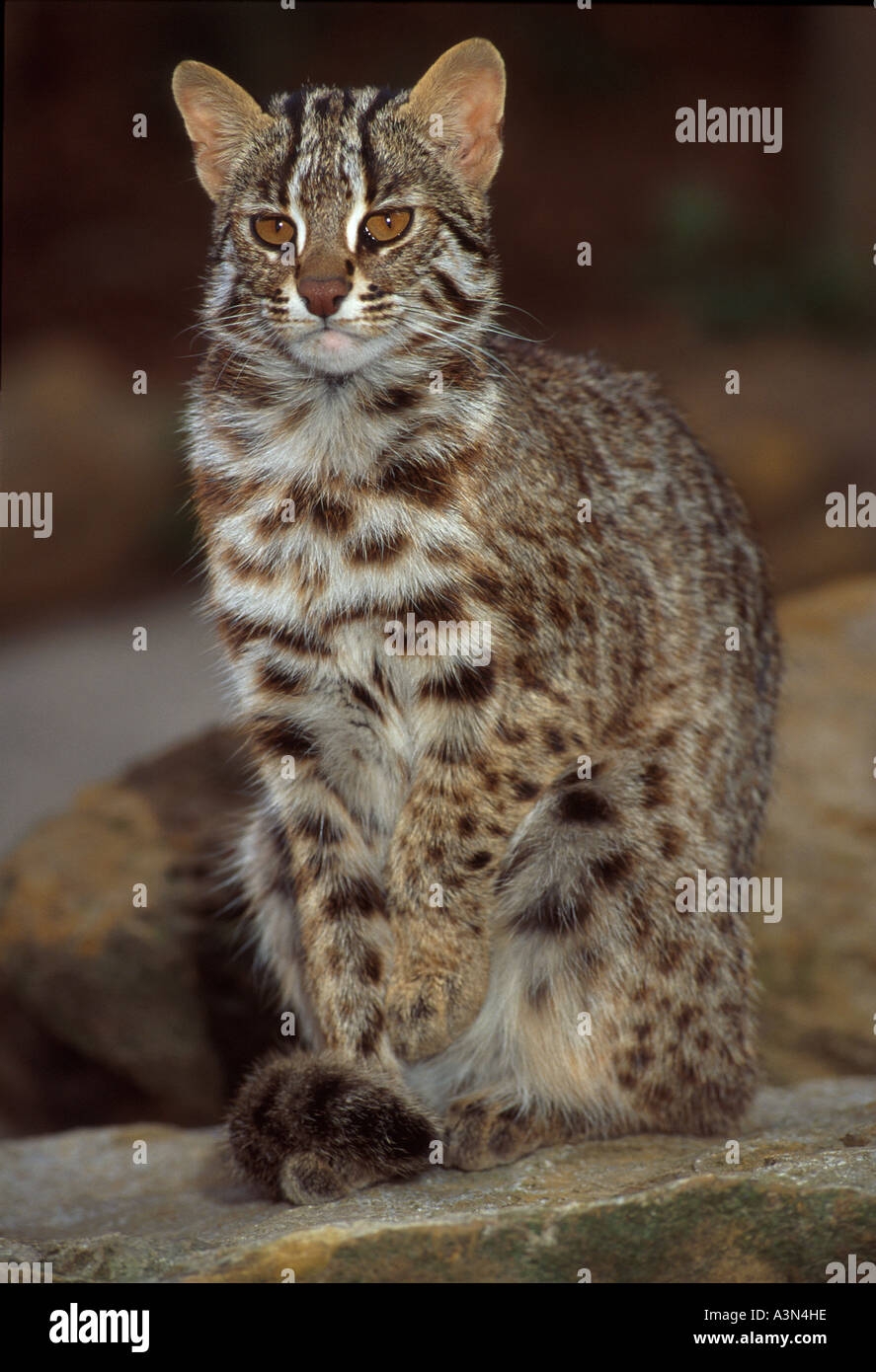 Амурский камышовый кот
