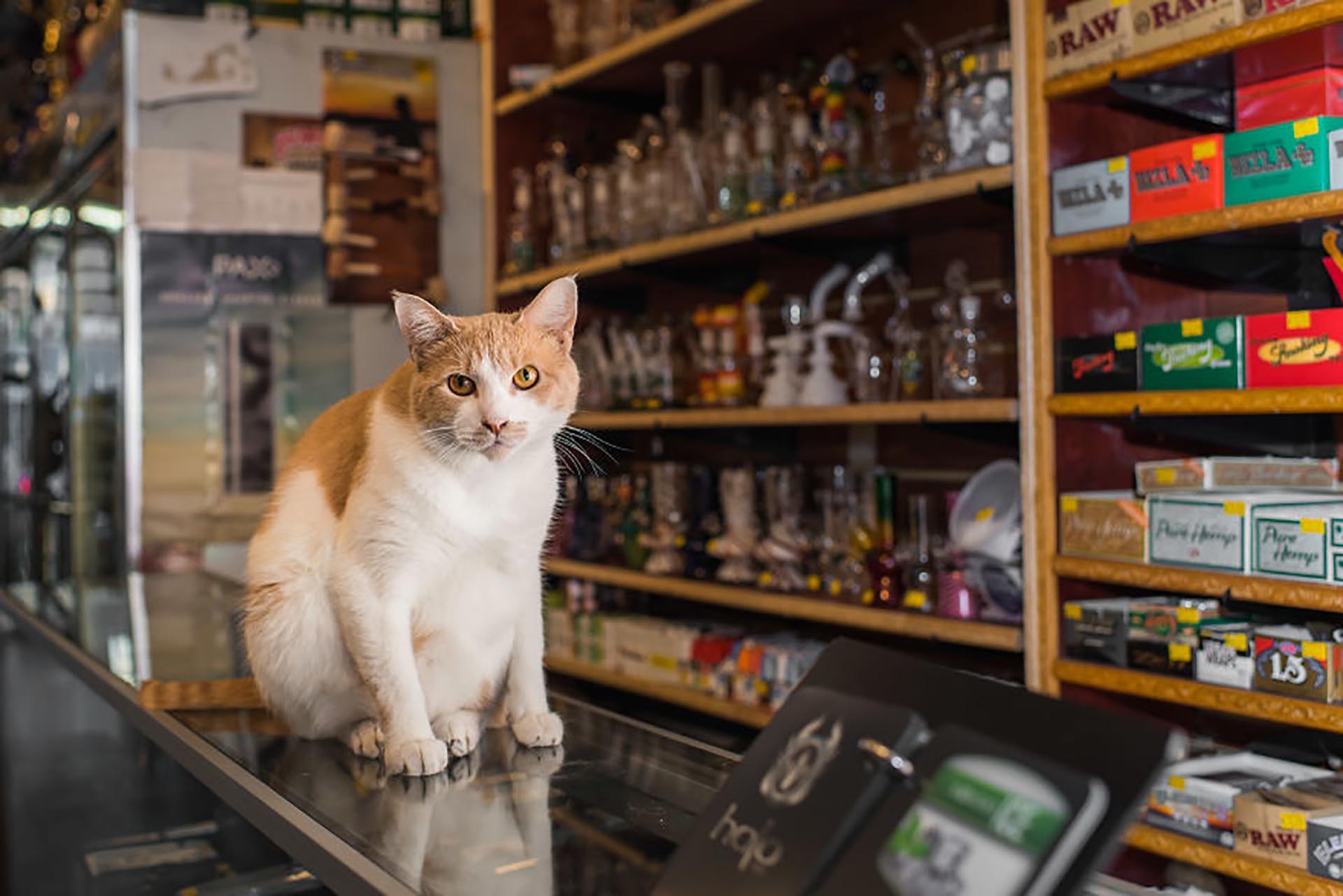 Cats shop. Кот в магазине. Кошка в магазине. Коты в зоомагазине. Коты на прилавках.