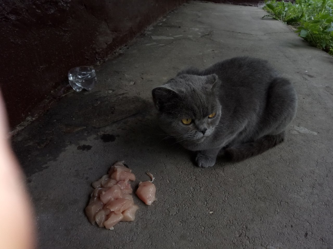 Видео нашел кошку. Котята выброшенные на улицу.