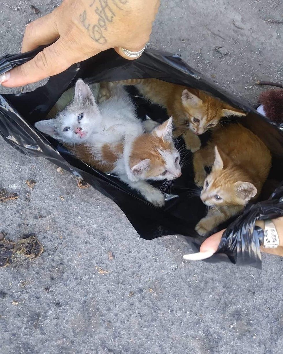 Кидать кошку. Бездомные кошки. Брошенные котята на улице. Котята выброшенные на улицу.