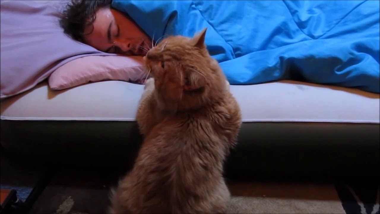 Какие разбудили. Кот будит хозяина. Сонный кот. Кошка спит. Кот утром будит хозяина.