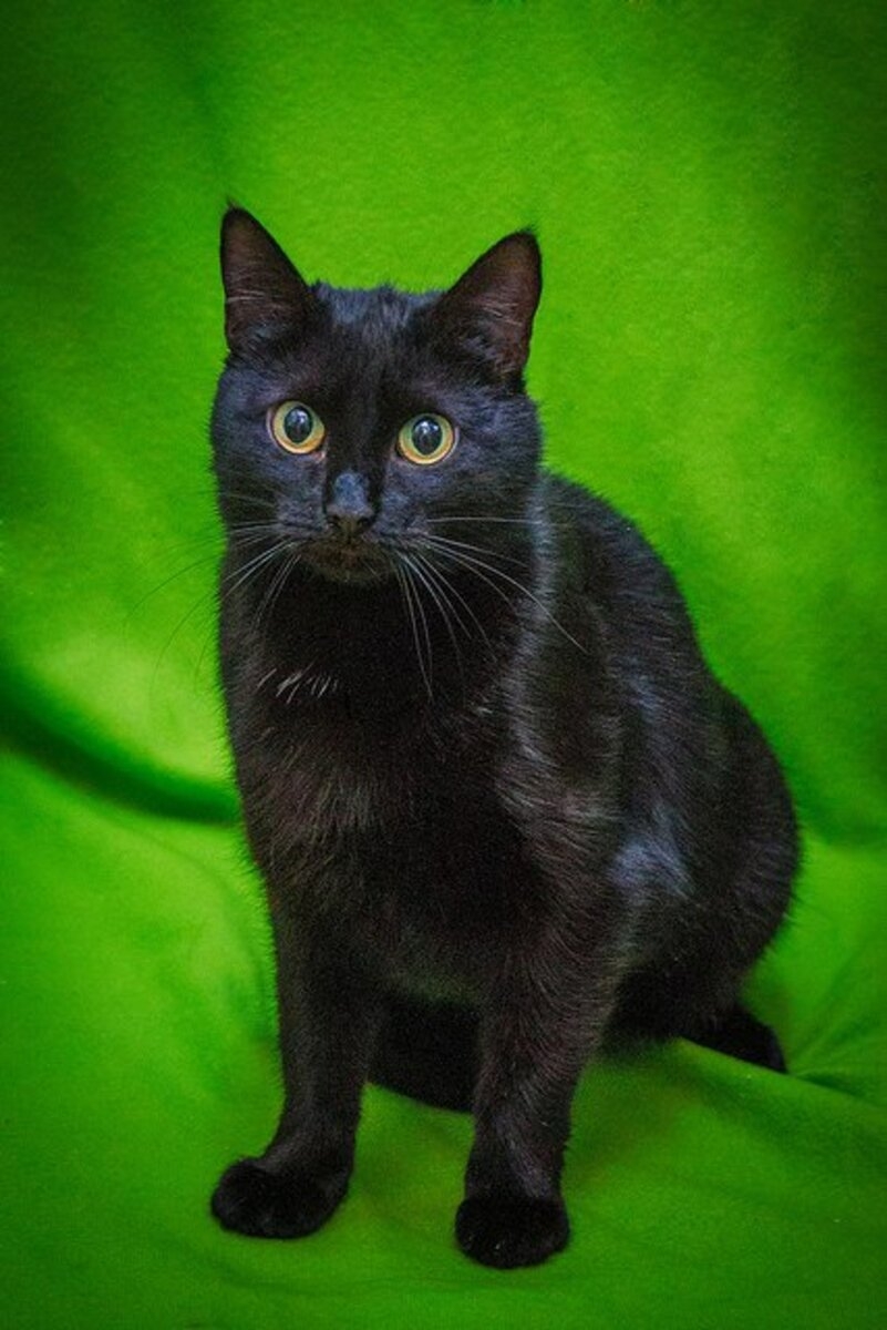 Черная Гладкошерстная Кошка