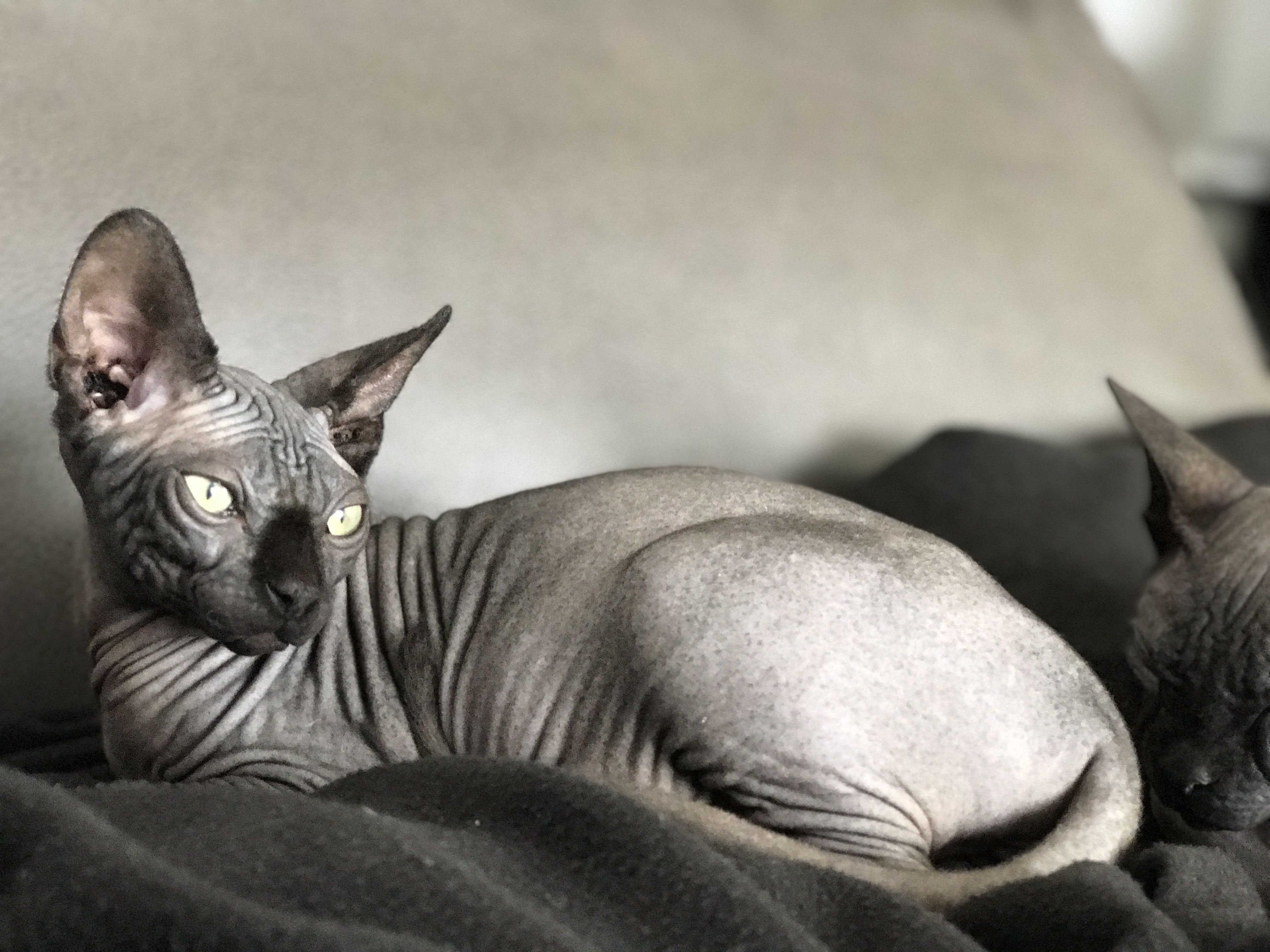 Черный сфинкс. Темный сфинкс. Black Sphinx Cat. Голая Египетская кошка. Пдф сфинкс котики.