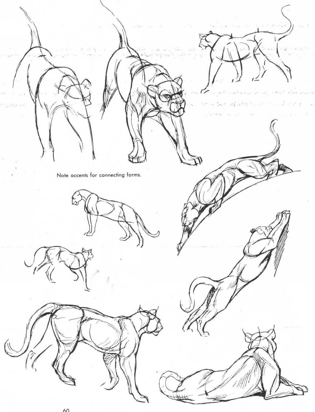 Рисунок тела животного. Анатомия Пумы референс. Анатомия животных для рисования. Зарисовки животных в движении. Анатомия животных для начинающих.