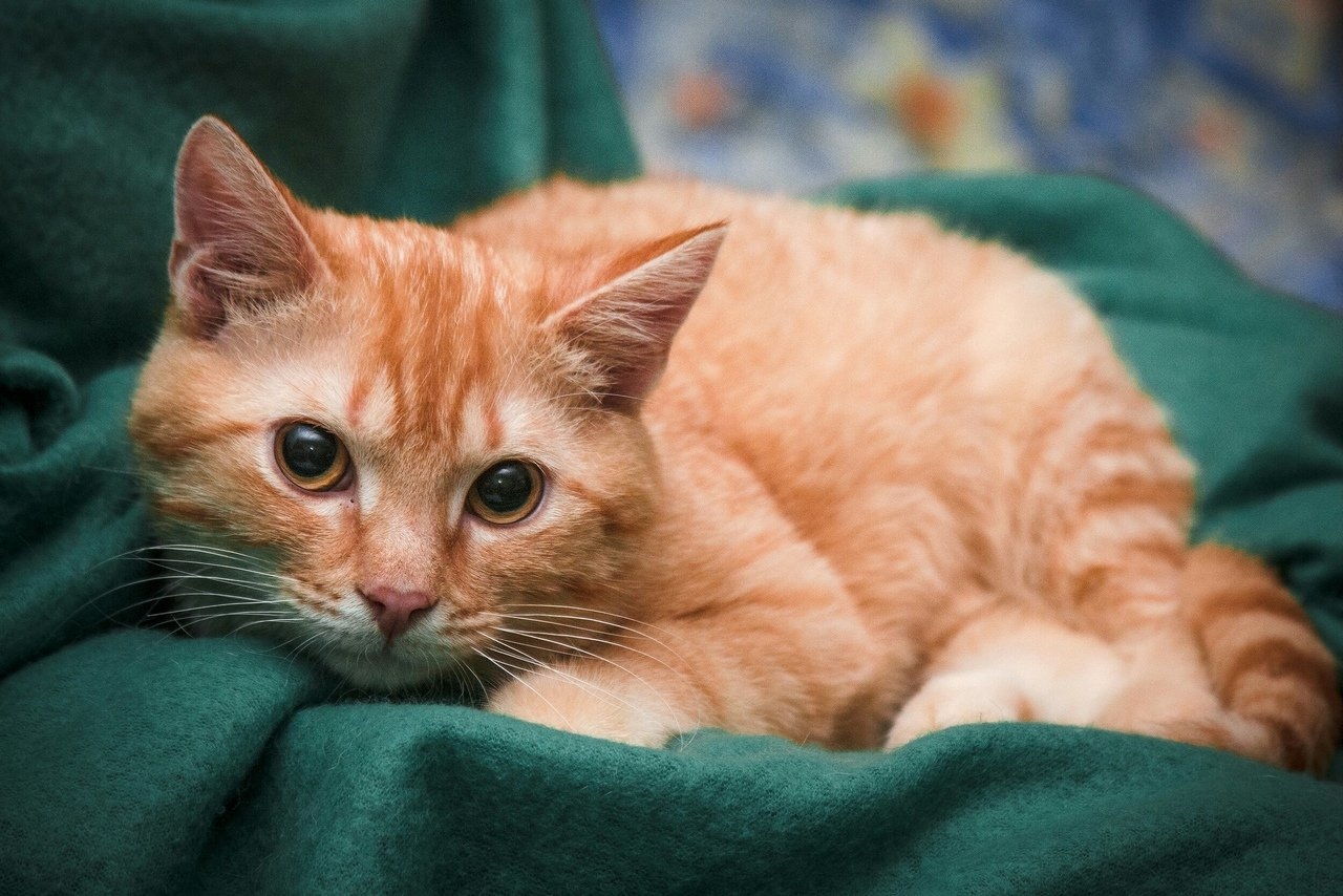 Сколько живут рыжие. Сибирский гладкошерстный рыжий кот. Европейская короткошерстная кошка рыжая. Европейская короткошерстная табби рыжий. Сибирская кошка рыжая короткошерстная.