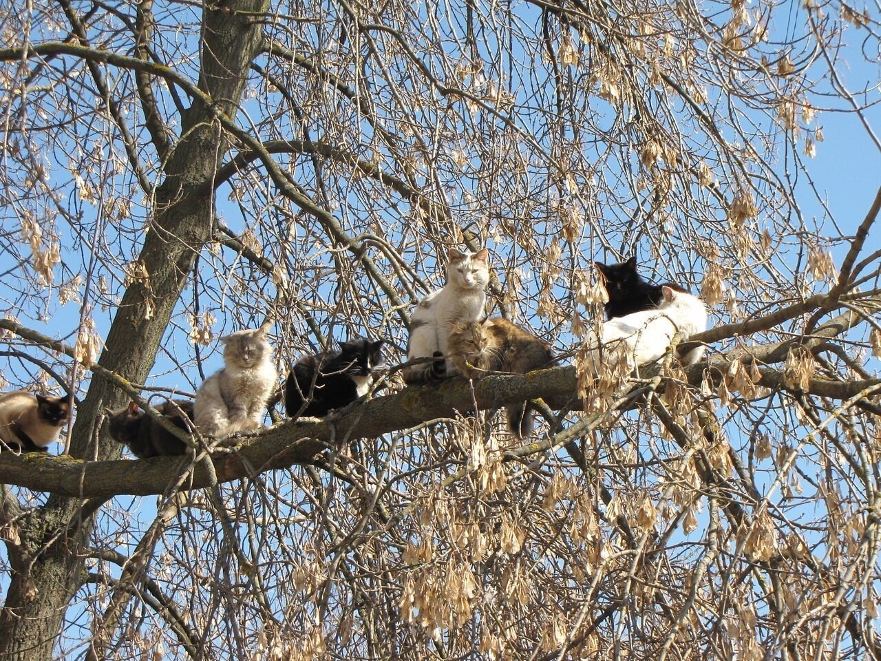 Кот в гнезде фото