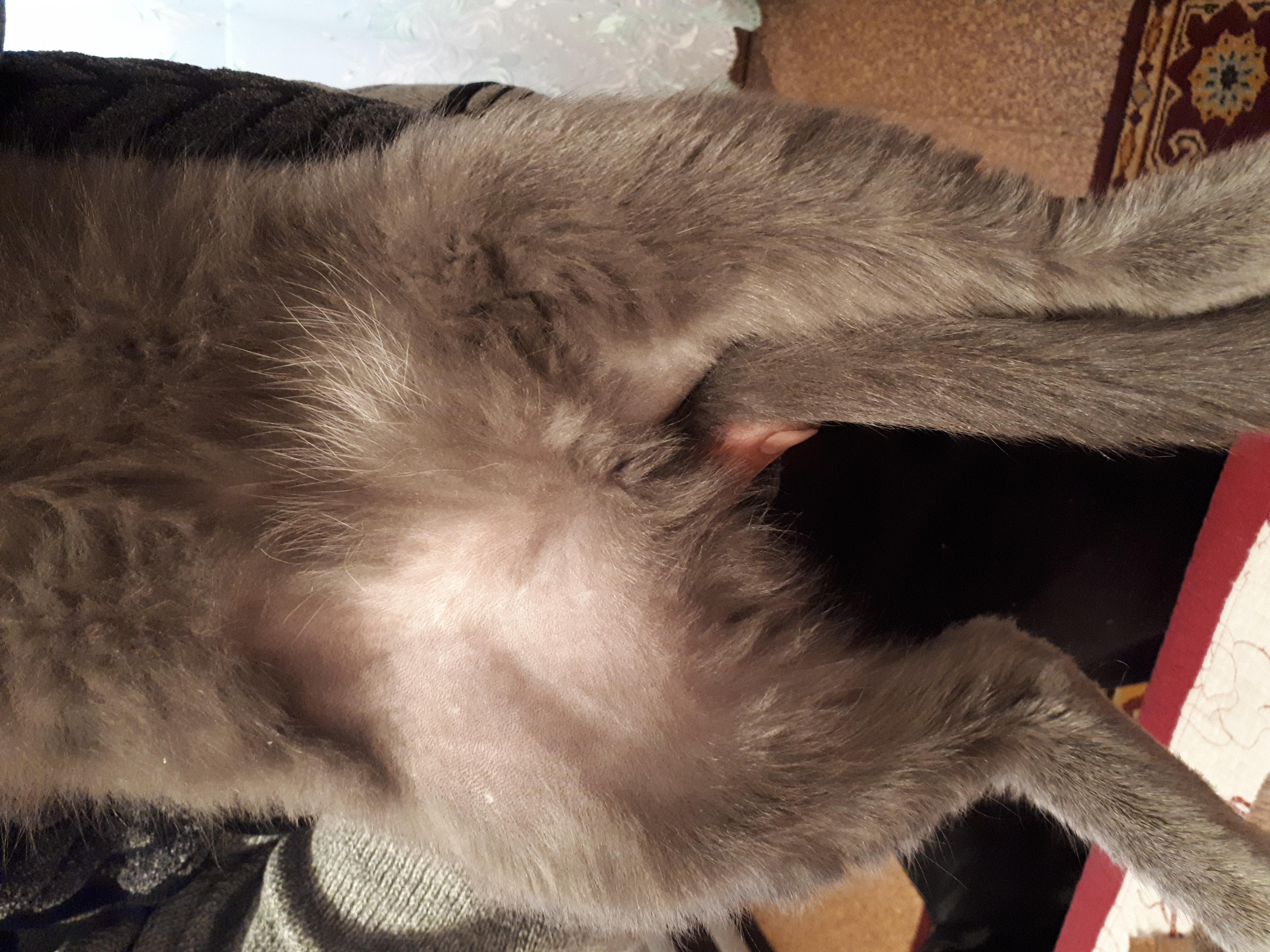 У кошки залысины на задних лапах - картинки и фото koshka.top