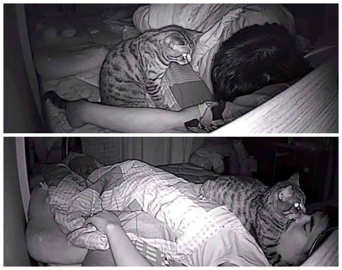 Что делаешь почему не спишь. Коты в постели. Коты и хозяева ночью. Мемы с котиками спать.