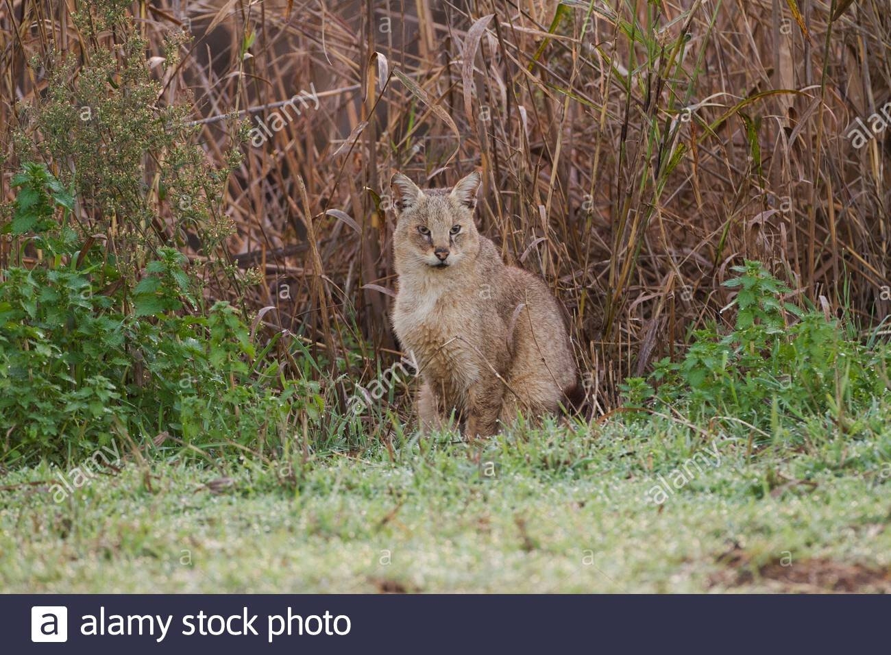 Кавказский камышовый кот Ставропольского края