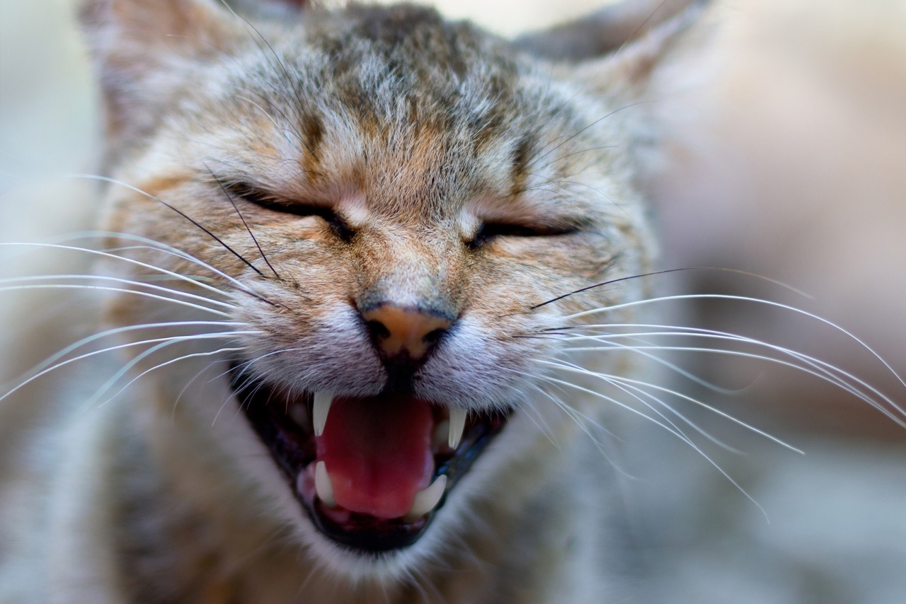 Кот странно мяукает. Орущий кот. Орущий кот фото. Старый кот мяукает.