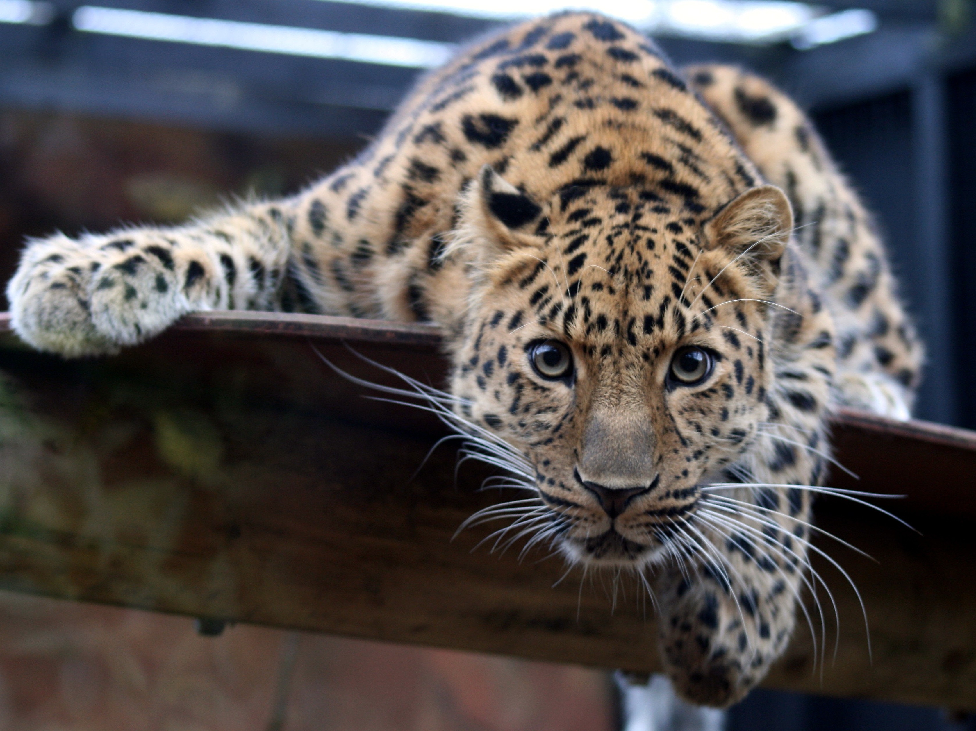 Картинки на заставку. Переднеазиатский леопард. Дальневосточный леопард (Амурский леопард). Дальневосточный леопард пантера. Сибирский гепард.