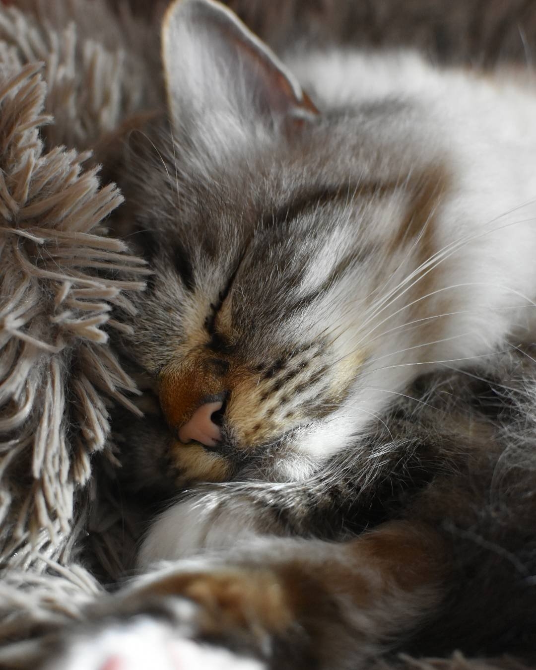 Красивый котенок во сне. Спящий котик. Спящие котята. Милые спящие котики.