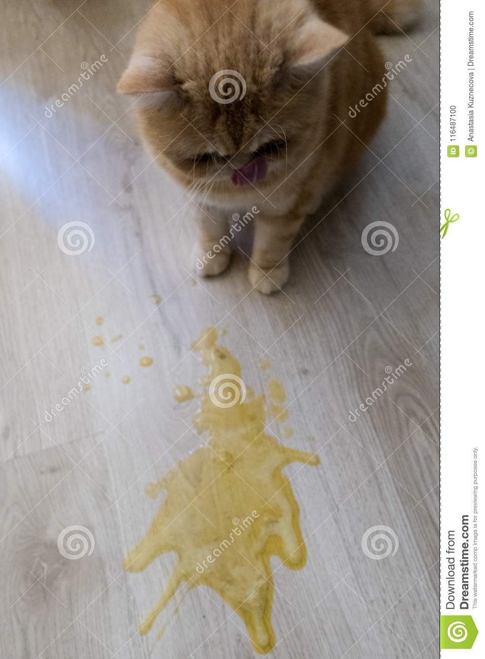 Кошка блюет жидкостью. Кот рыгнул желтой жидкостью. Тошнит желтой жидкостью. Кота стошнило желтой жидкостью.