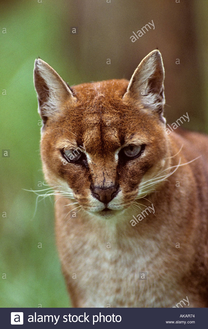 Золотая кошка. Золотая кошка каракала. Золотая кошка (profelis aurata). Кошка золотистая Африканская. Каракал Африканская Золотая кошка.