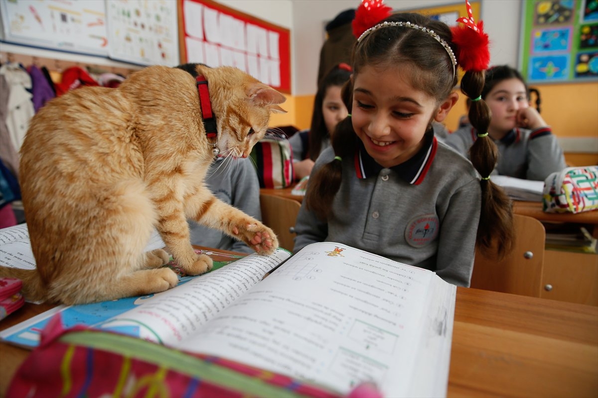 В школу ходила уроки делала. Кошка в школе. Кот ученик. Кот учитель. Котята в школе.