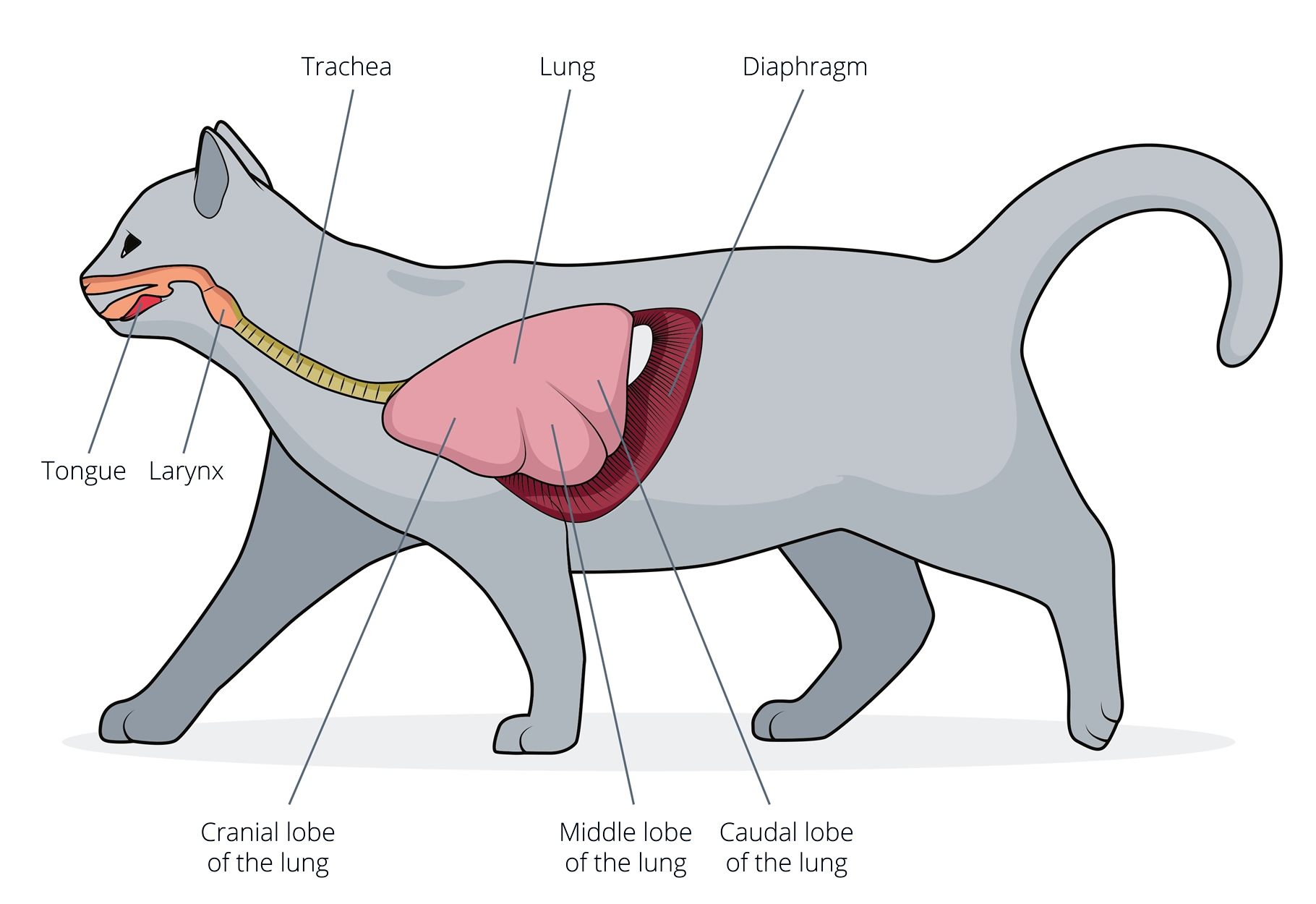 Пищевод кошки. Пищеварительная система кошки анатомия. Дыхательная система кошки. Дыхательная система кошки анатомия. Строение дыхательной системы животных.