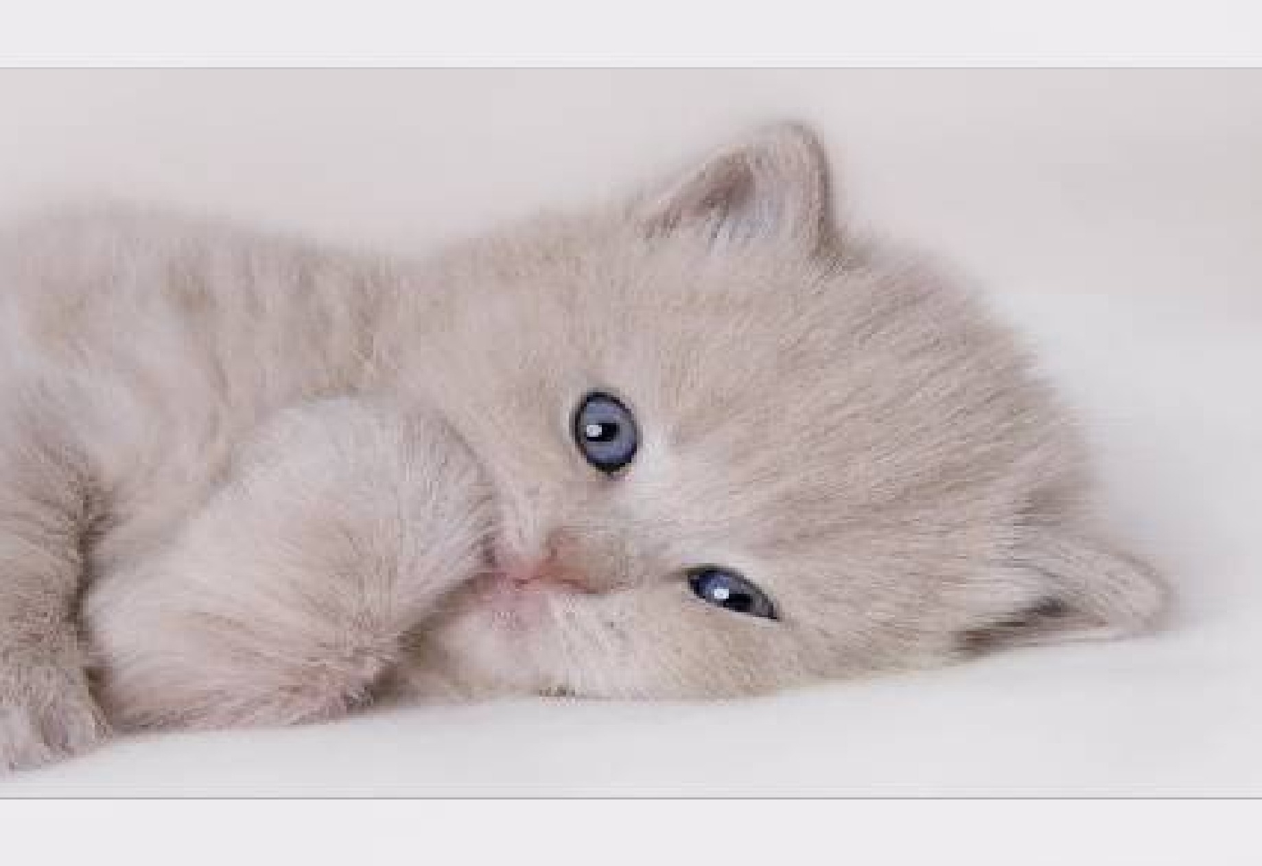 Любимый котенок картинки. Нежные котята. Доброе утро котенок. Нежность котята. Пушистые котята.