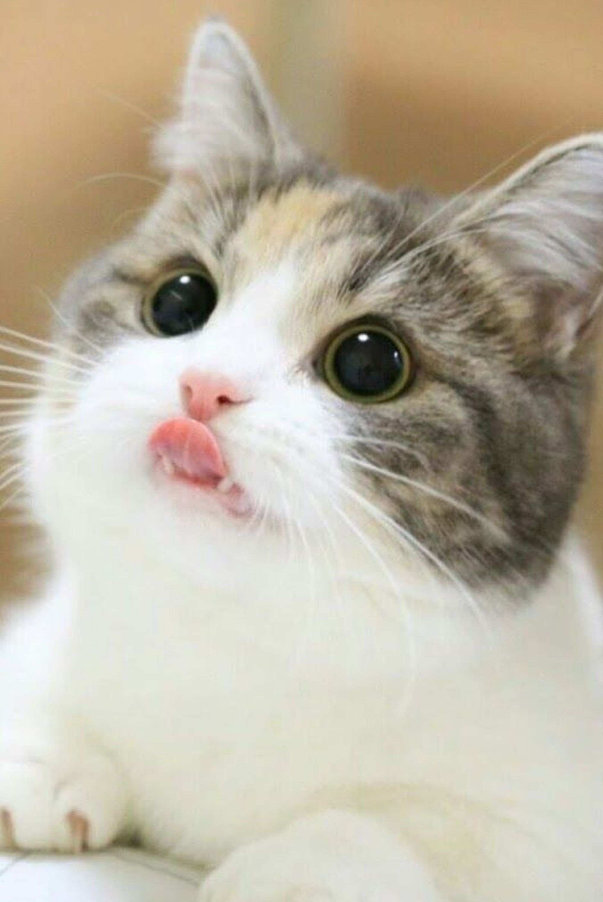 картинки мимимишный котик