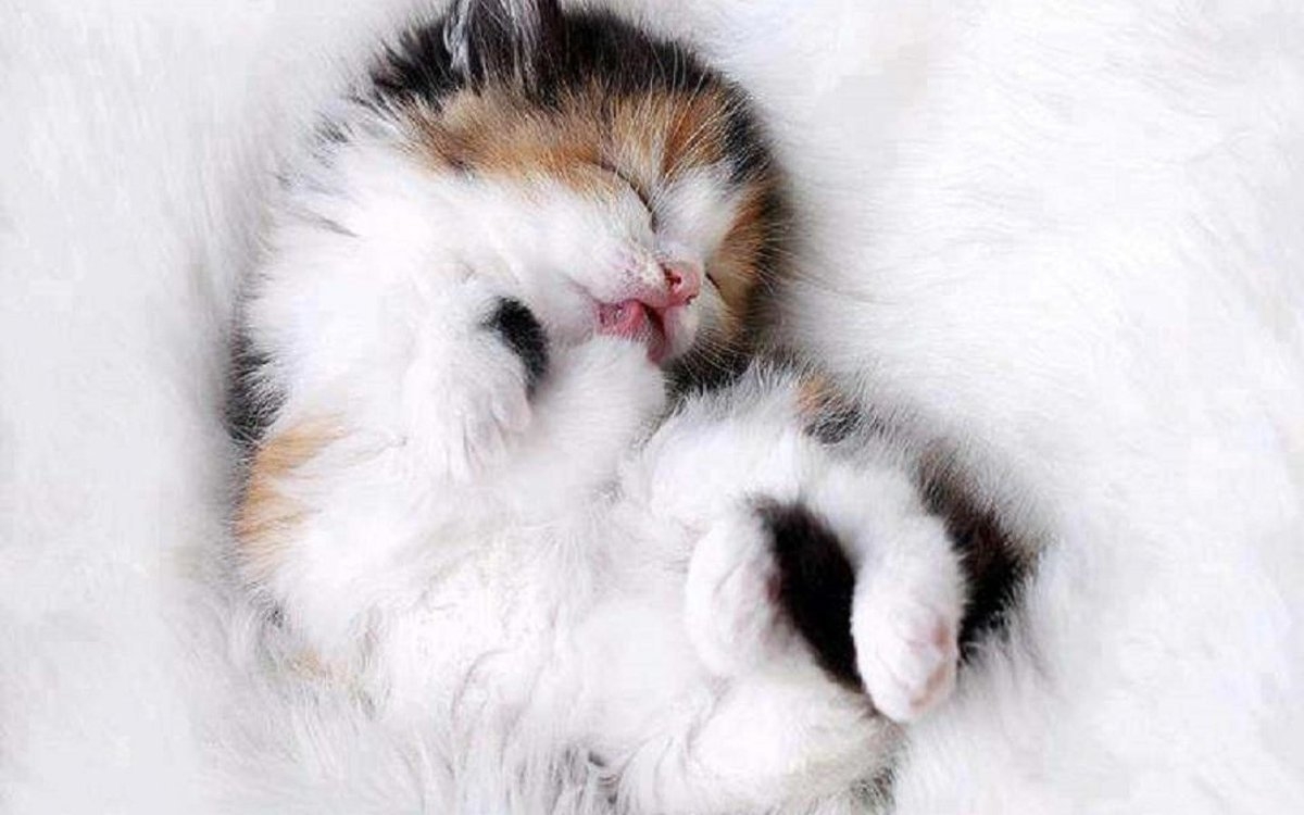 Пушистые котята спят. Спящие котята. Милые котятки. Милые кошки. Котята милые и пушистые.