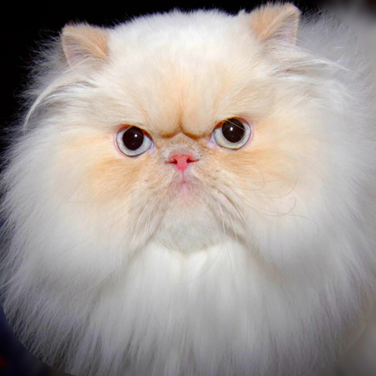 фотографию персидских котов