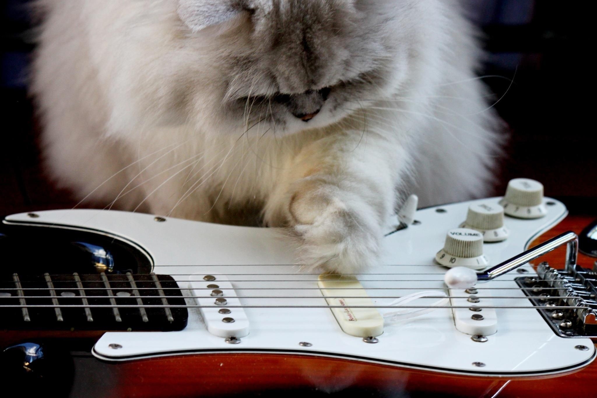 Кота музыкальные инструменты. Кот с гитарой. Кошки с музыкальными инструментами. Котик с гитарой. Кот с музыкальным инструментом.