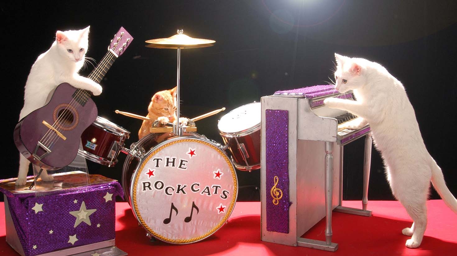 Музыка под кошку. Котики с музыкальными инструментами. Кот на сцене. Котик музыкант. Кошачий оркестр.