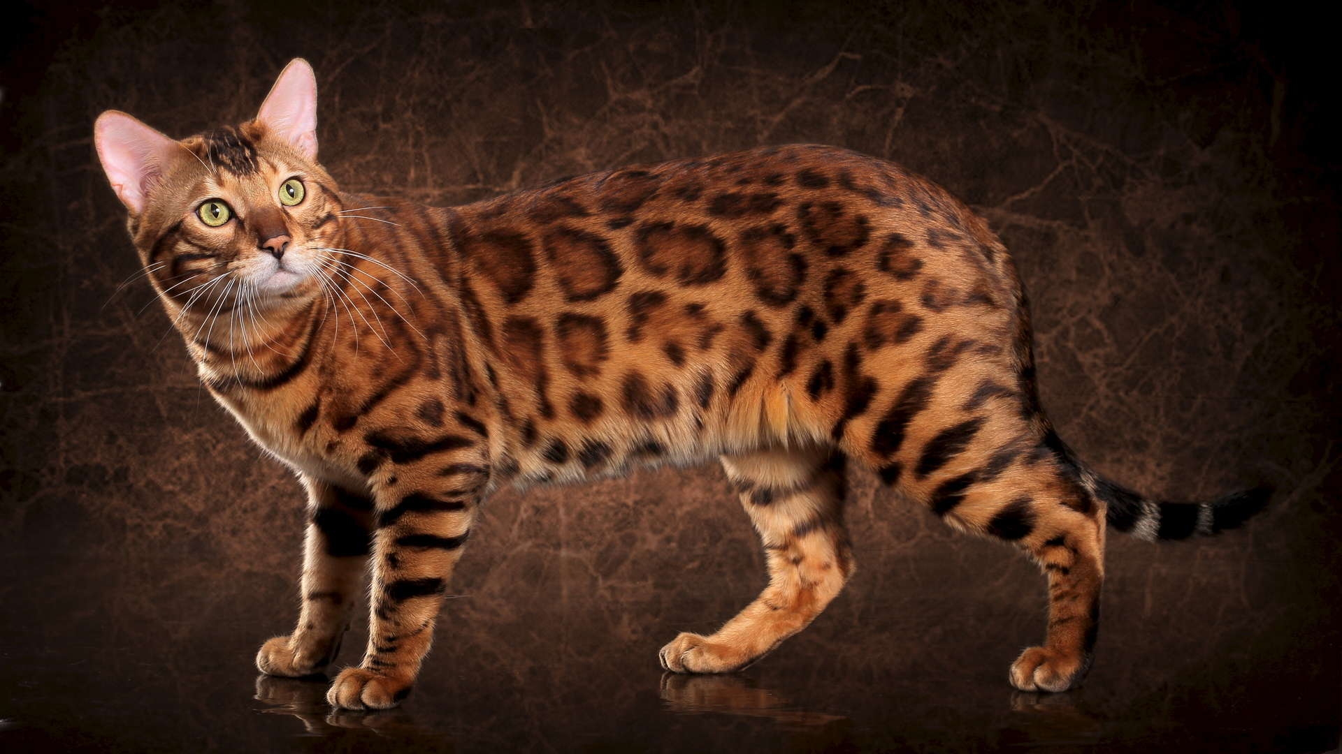 Бенгальская порода характер. Кошка породы бенгал. Бенгальская леопардовая кошка. Бенгальский кот пол года. Бенгальская (Felis Silvestris catus) (Prionailurus bengalensis).