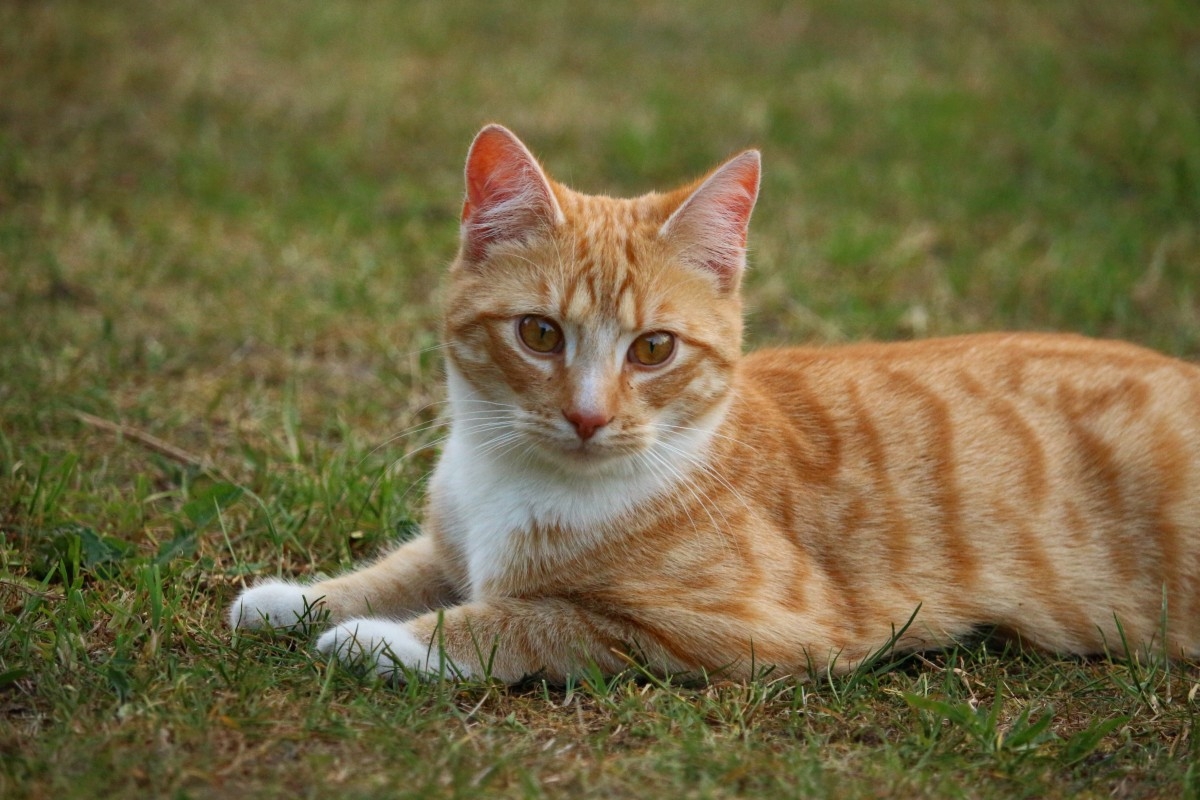 Рыжие коты: все породы и варианты окраса