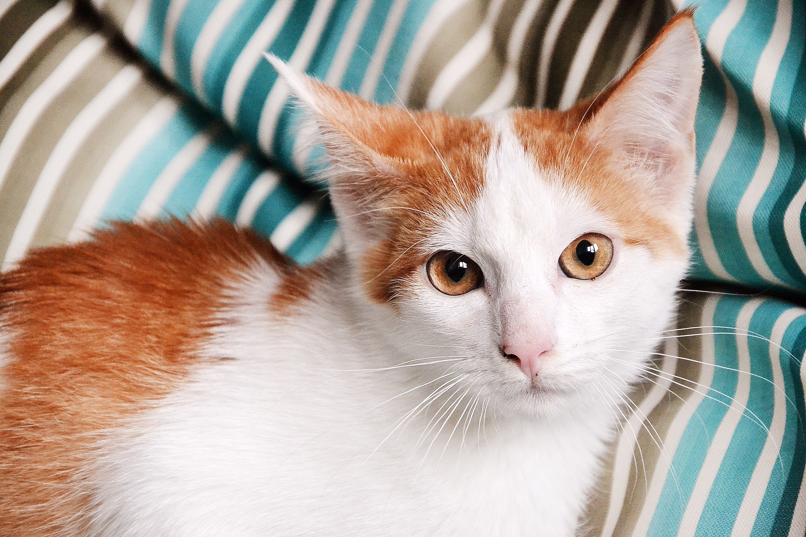 Пестро рыжая. Турецкий Ван рыжий гладкошерстный. Турецкий Ван короткошерстный рыже белый. Охос азулес рыжий. Ангорская кошка рыжая с белым.