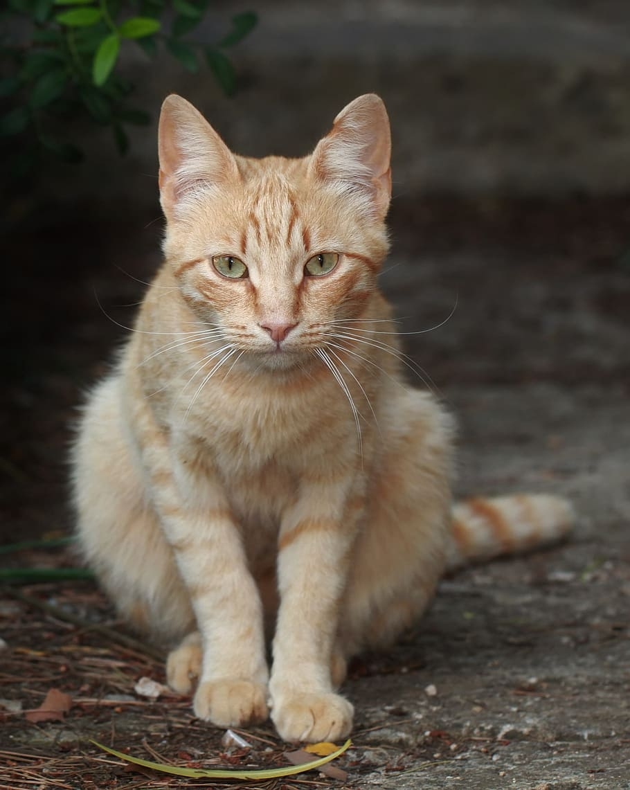 Азиатская табби кошка рыжая