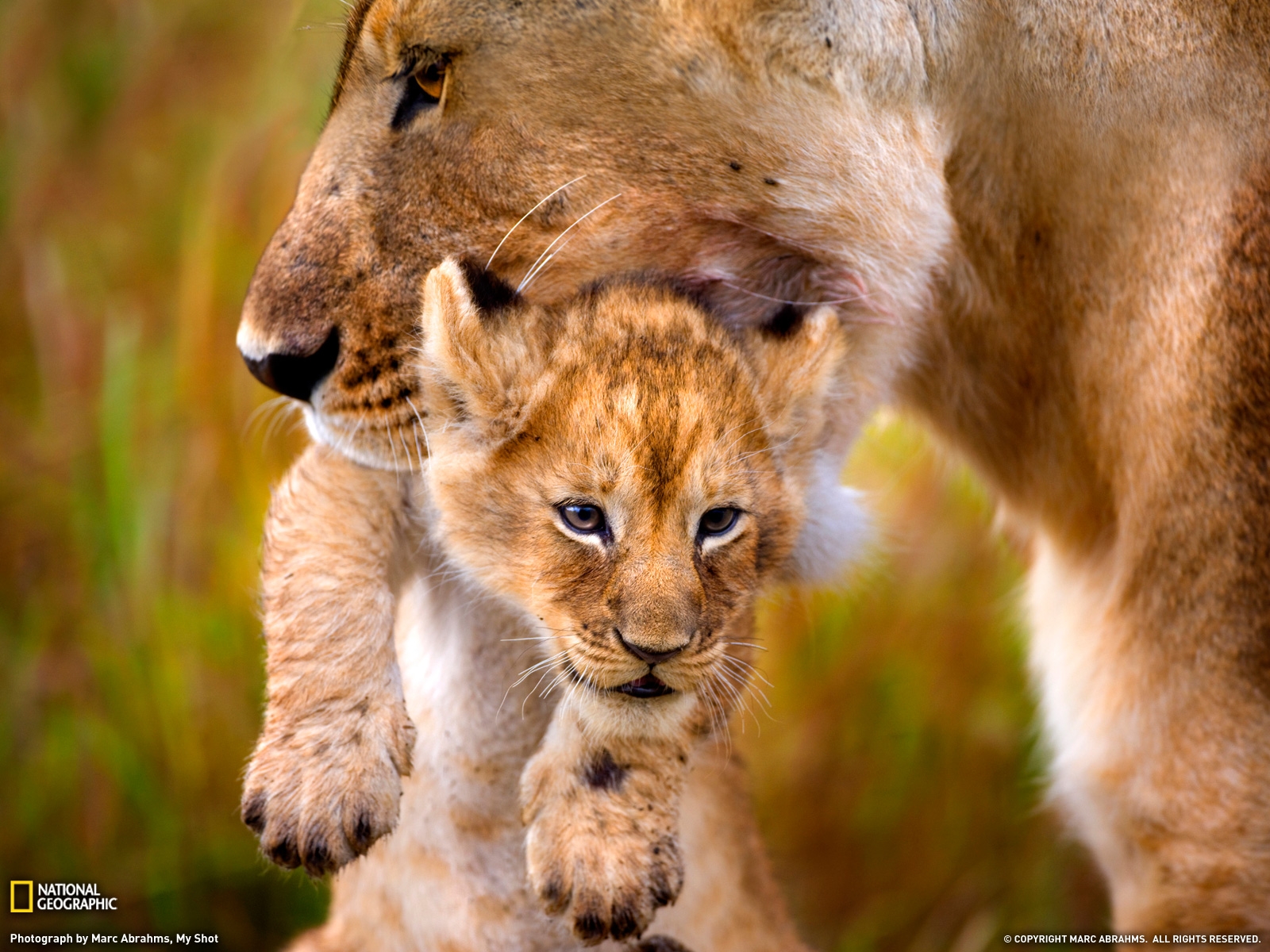Мать и ребенок животные. Львица. Львица и Львенок. Львица с детенышем. Львенок с мамой.