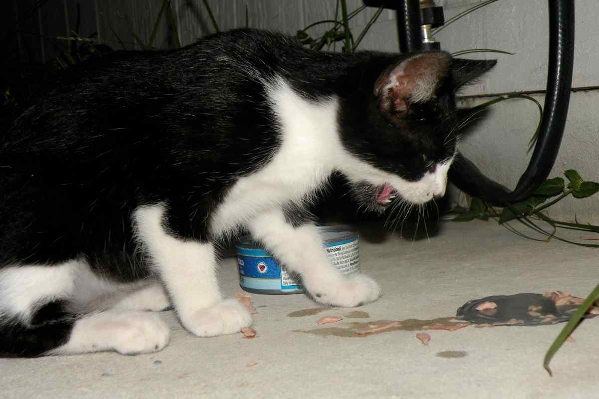 Рвота у кошек после еды