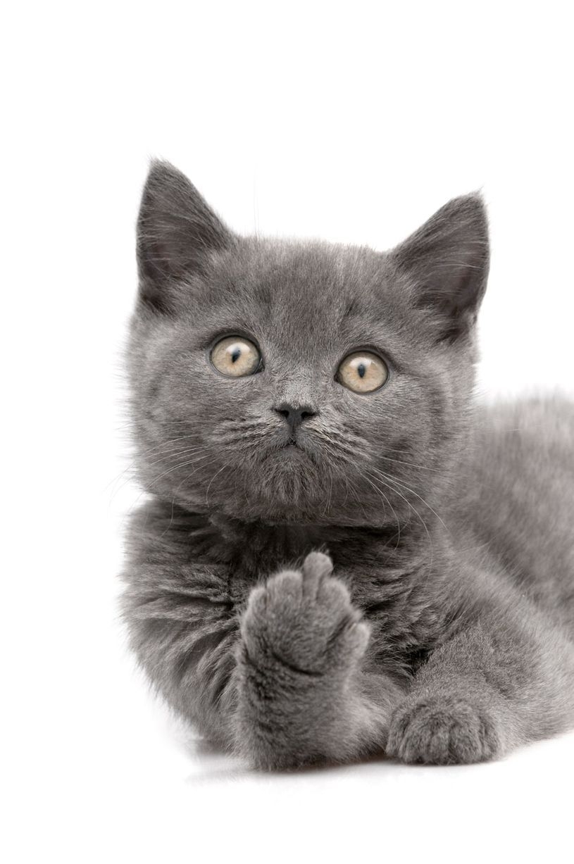 Котик показывающий средний палец