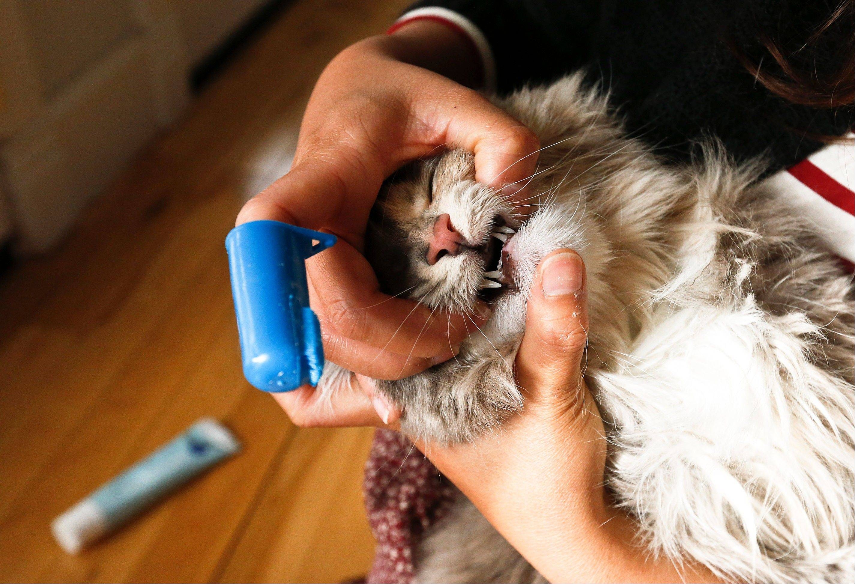 Очистить кошачью шерсть. Как почистить зубы коту. Кот с зубной щеткой.