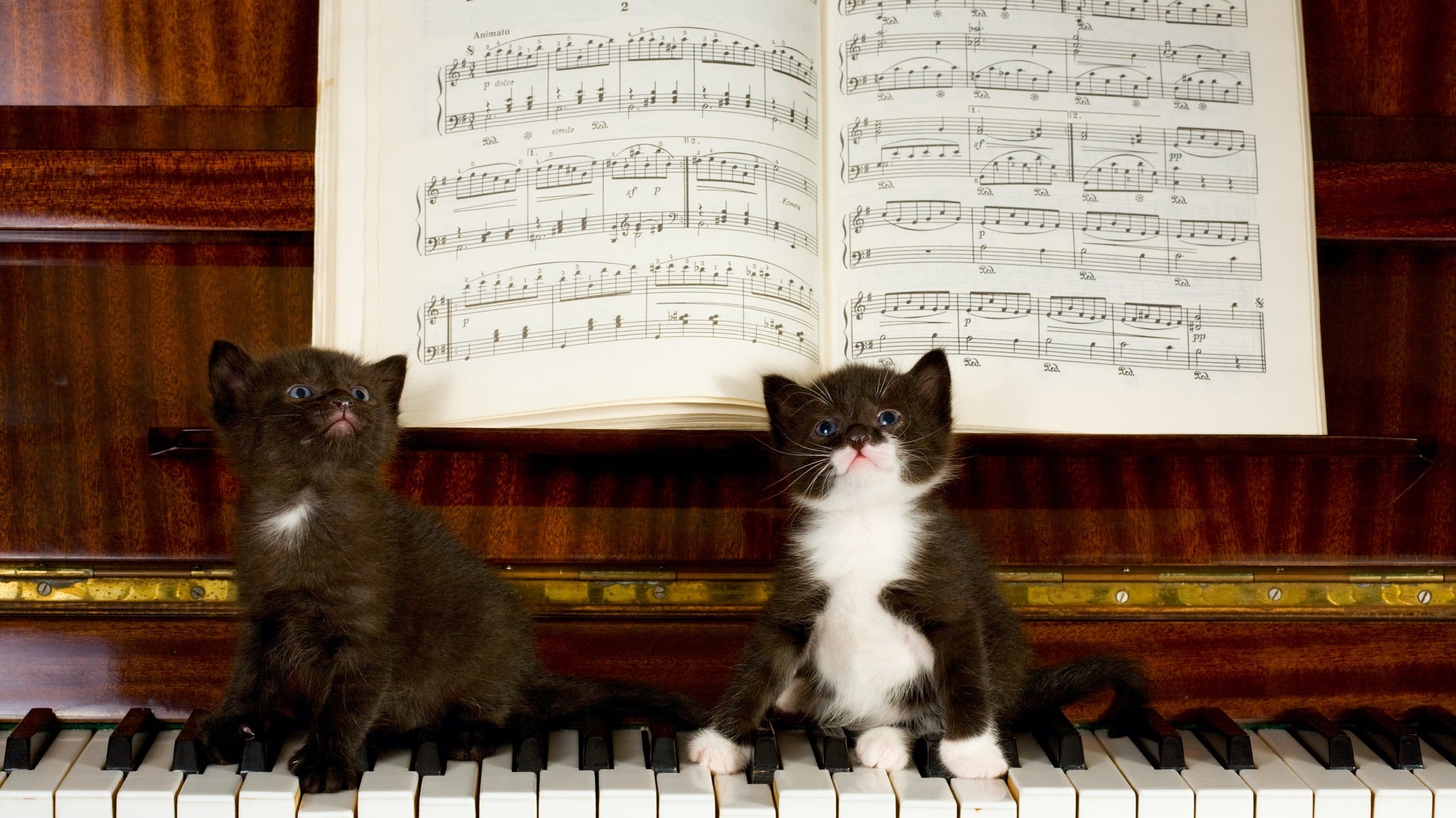 Жил на свете котенок. Пианино «котёнок». Котенок на клавишах. Кот на рояле. Кот на пианино.