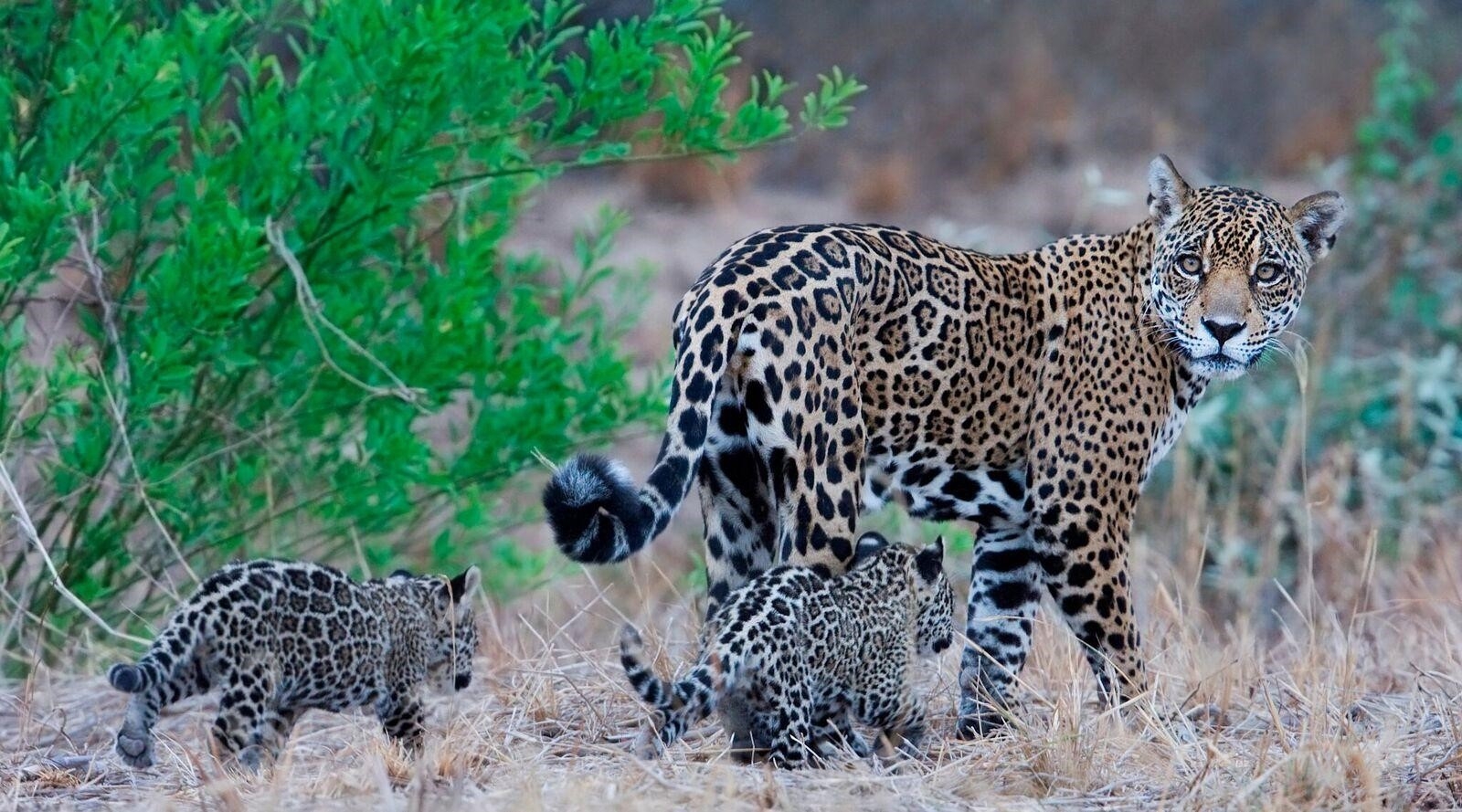 Дикая природа доклад. Переднеазиатский леопард детеныш. Ягуар самка. Переднеазиатский Ягуар. Переднеазиатский леопард охотится.