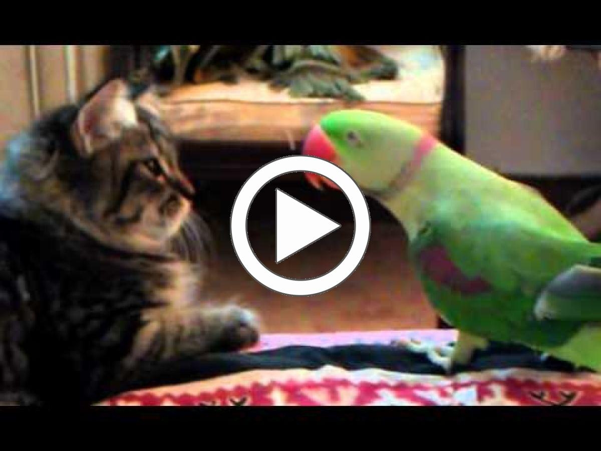 Приколы с попугаями говорящими