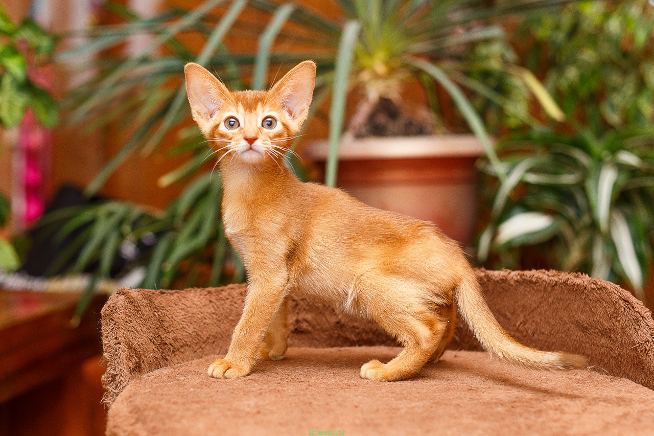 Кошка 16. Соррель абиссинский. Окрас Сорель Абиссинской кошки. Абиссинская кошка фавн. Окрас соррель у абиссинцев.