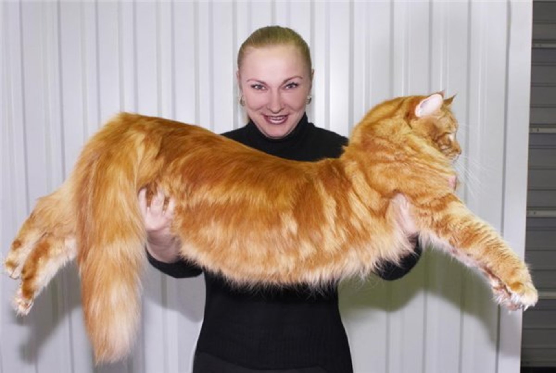 Длинный кот порода