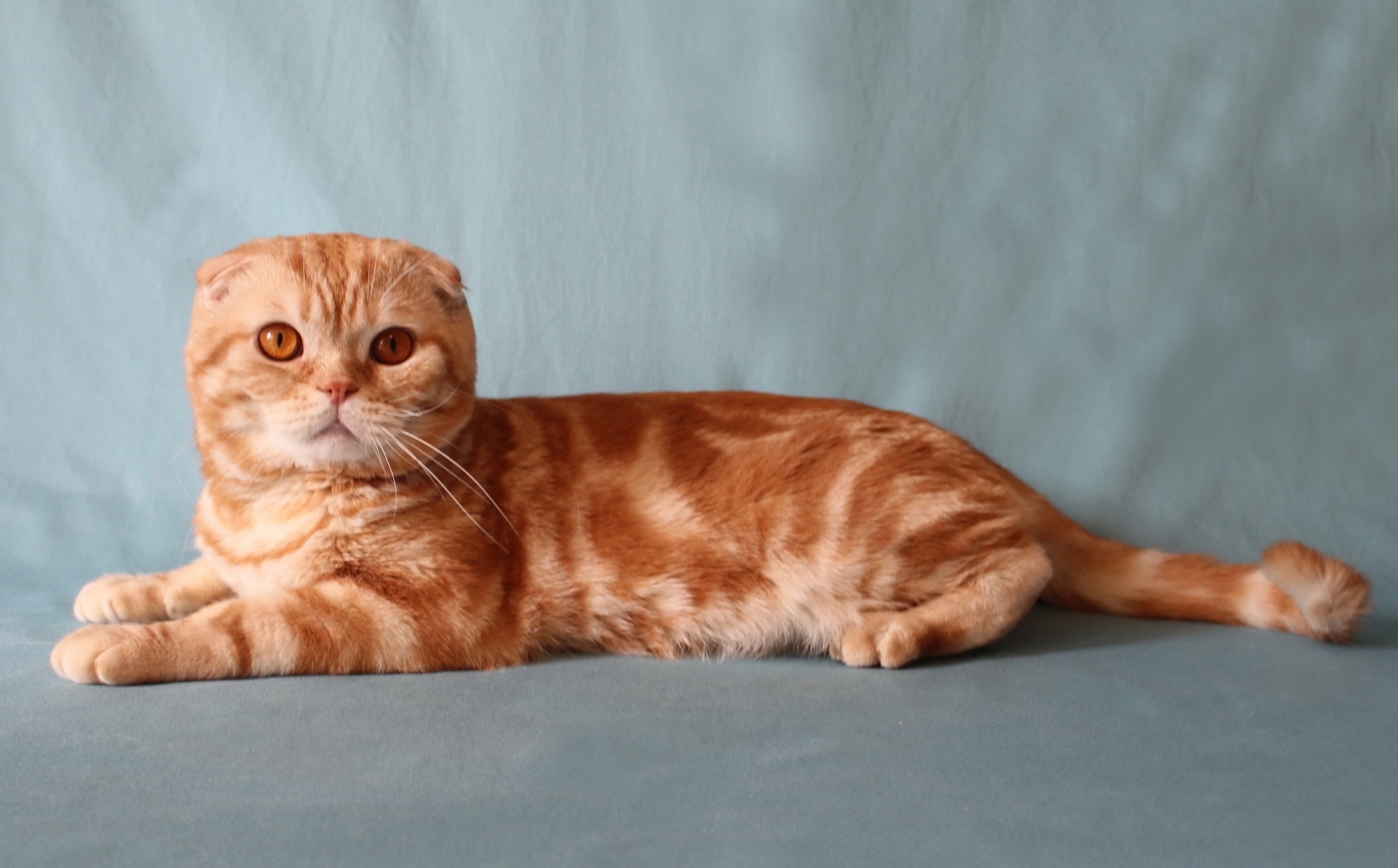 Шотландская вислоухая кошка рыжая мраморная - картинки и фото koshka.top