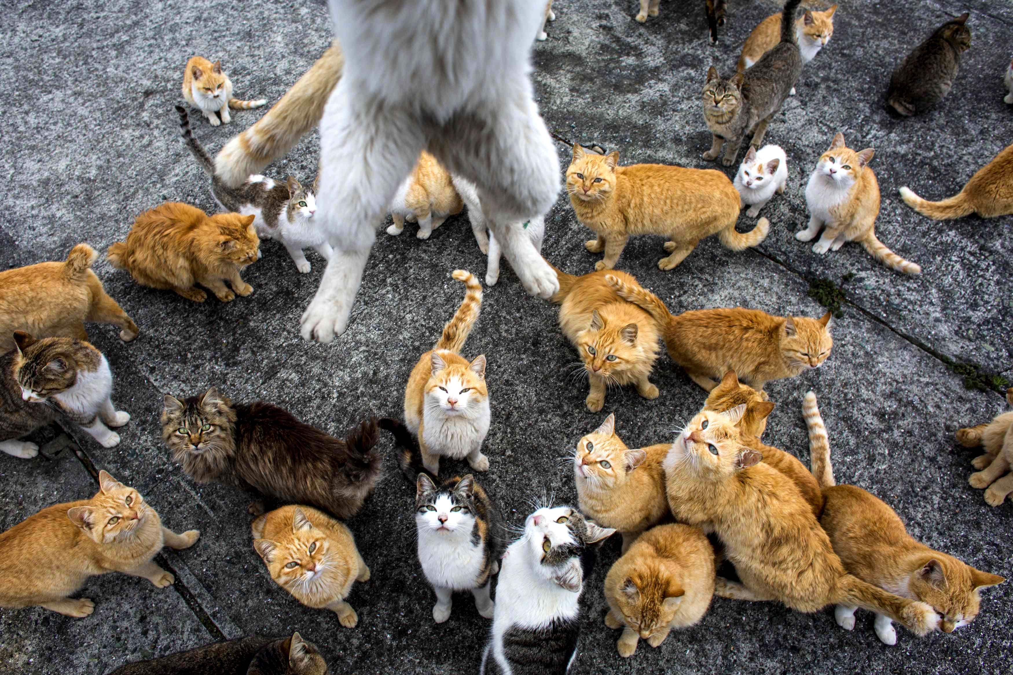Включи много котика. Тасиро остров кошек. Аосима кошачий остров в Японии. Японский остров кошек Аошима. Остров Аосима остров кошек.