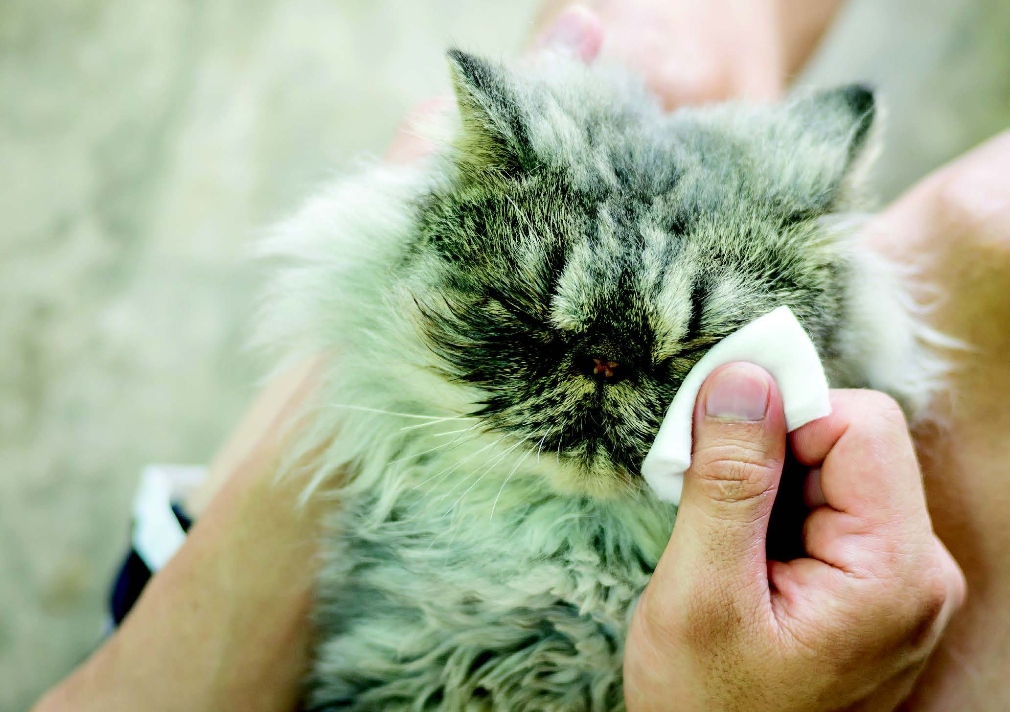 Можно закапывать котам. Заболевший персидский кот. Больная Персидская кошка.