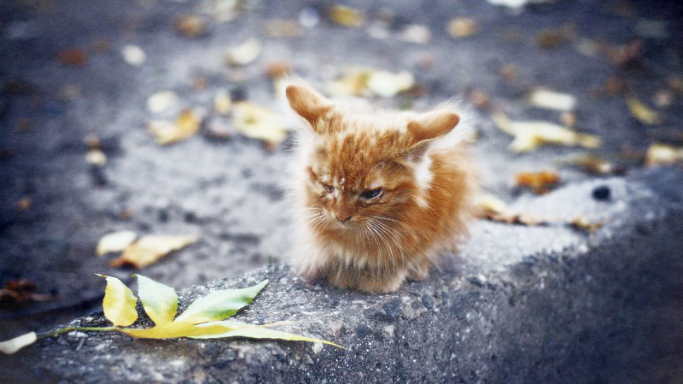 Ушли голодными. Котоматрица осень. Жизнь животные. Котята в беде. Кот наслаждается жизнью.