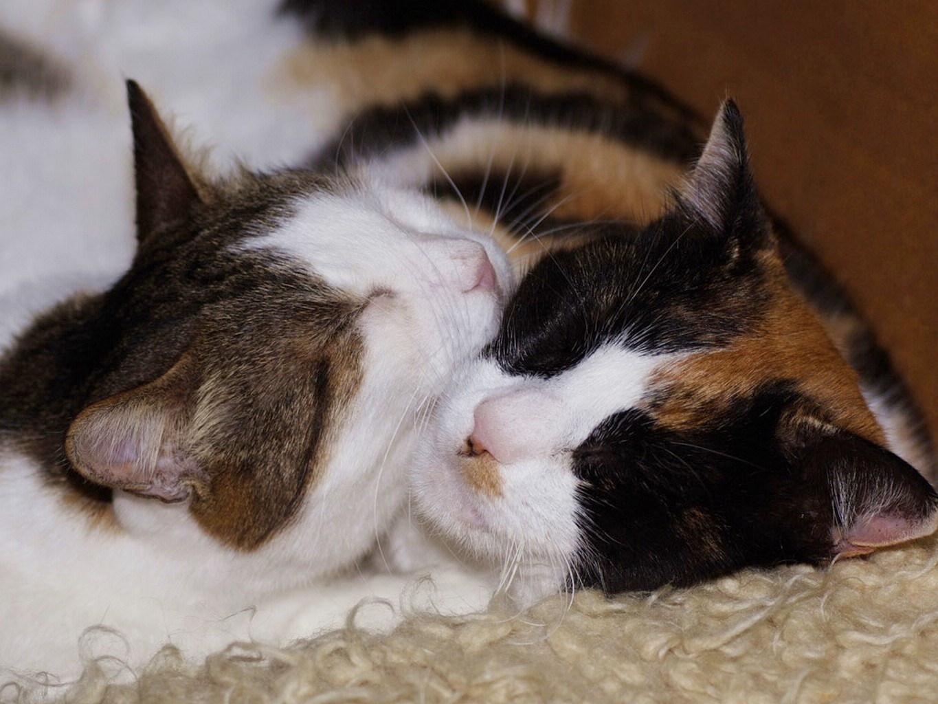 Кошки спят вместе. Котики обнимаются. Сладкие котики обнимаются. Кошки в обнимку.