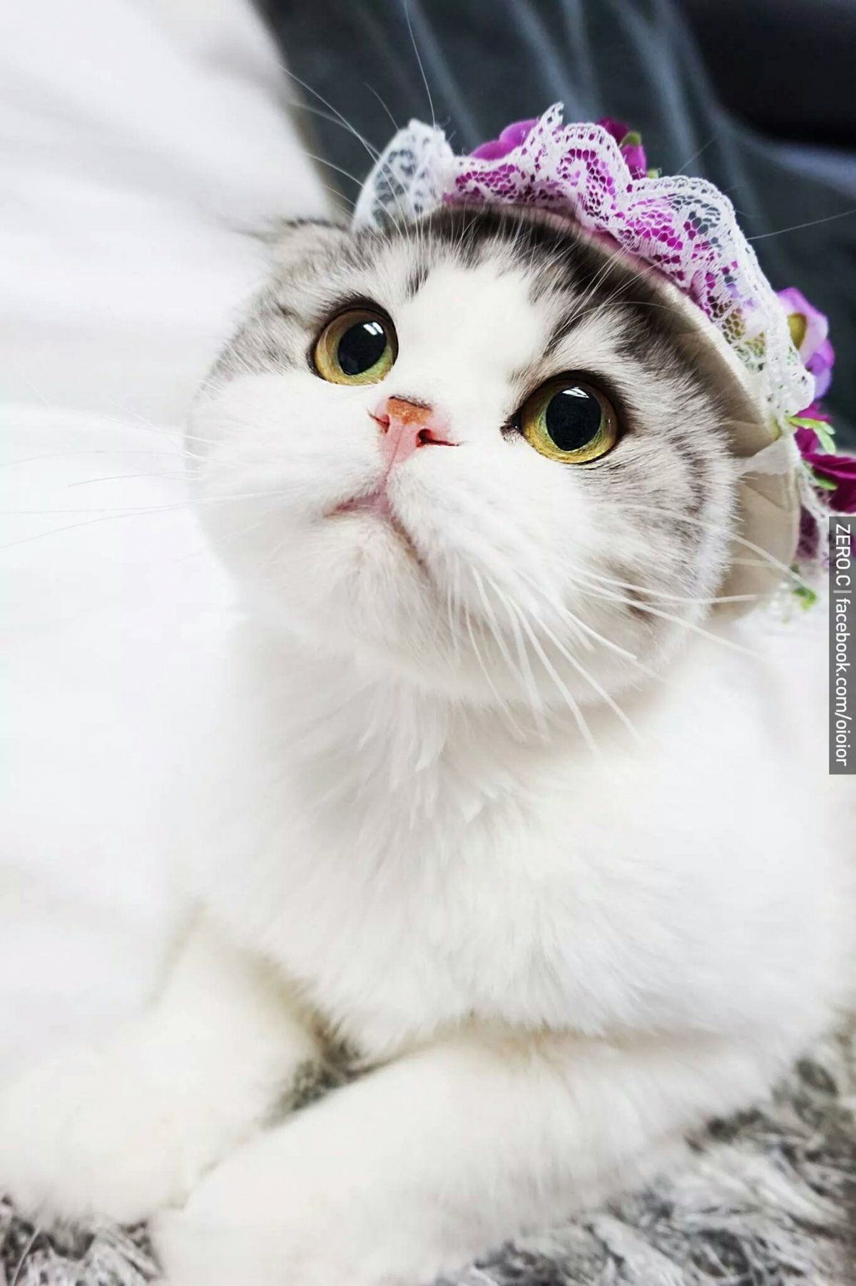  Koshka top