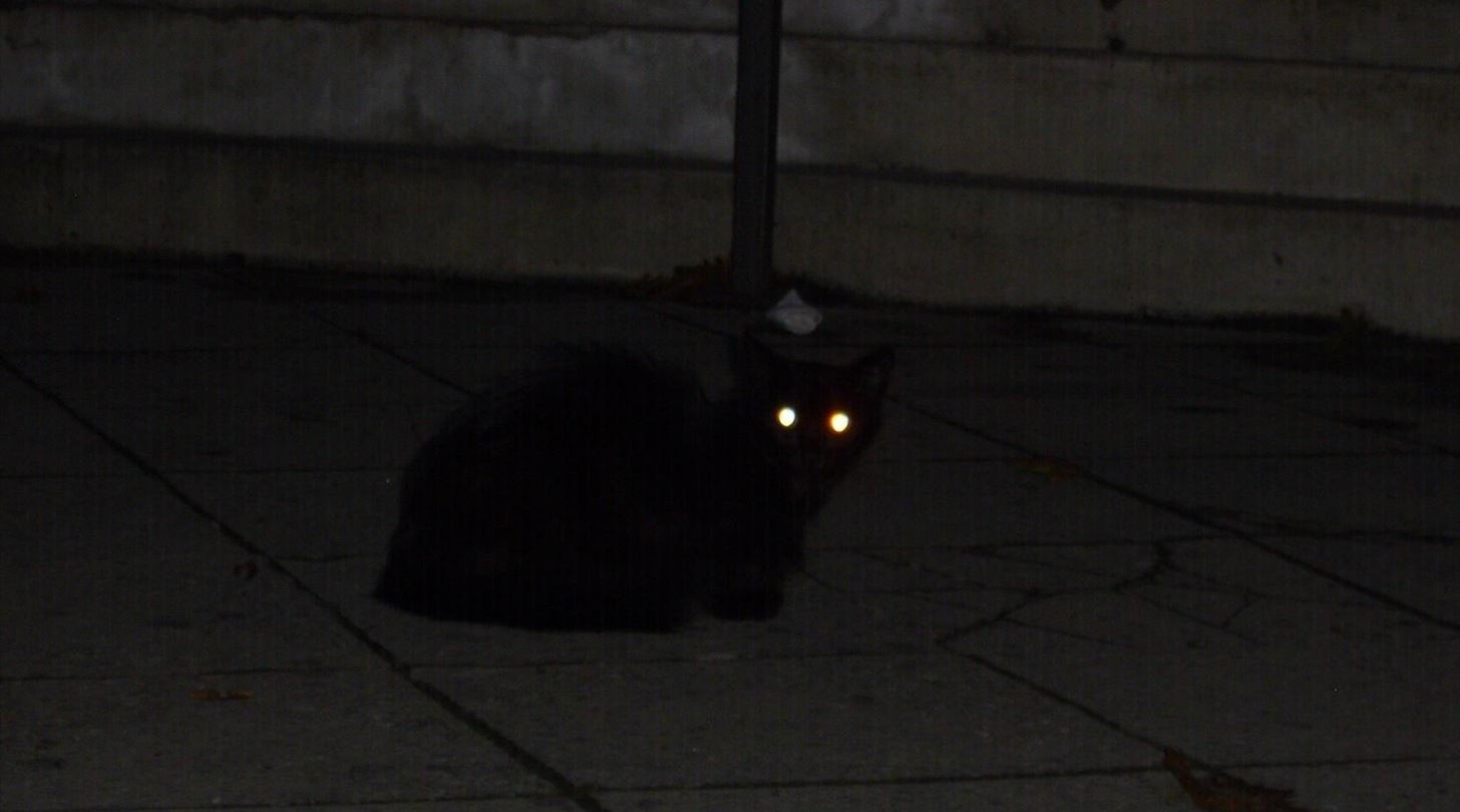 Видят ли мыши в темноте. Кошка со светящимися глазами. У кота светятся глаза. Черная кошка со светящимися глазами. Кошка с горящими глазами.