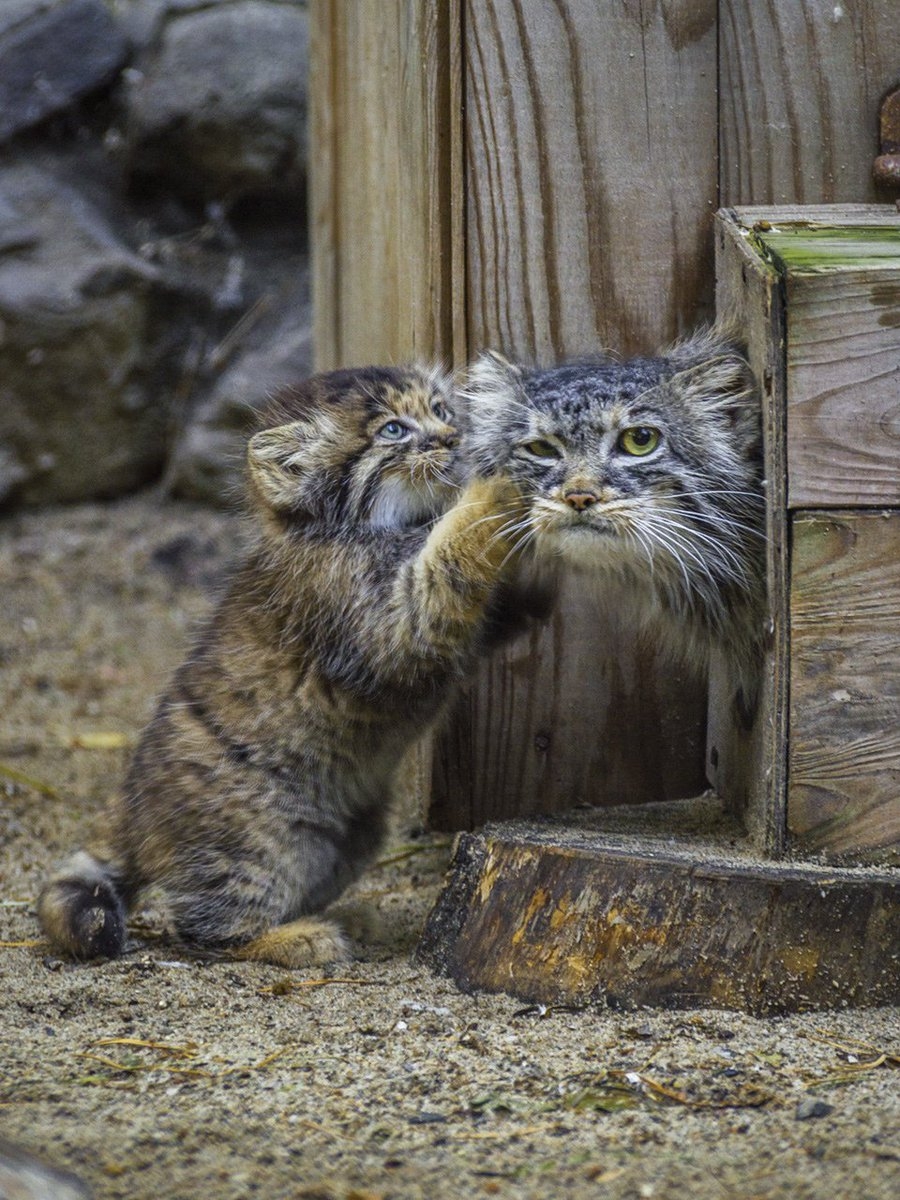 Котята манула. Манул Новосибирский зоопарк. Кот Манул. Кот Манул Новосибирский зоопарк. Дикий кот Манул котята.