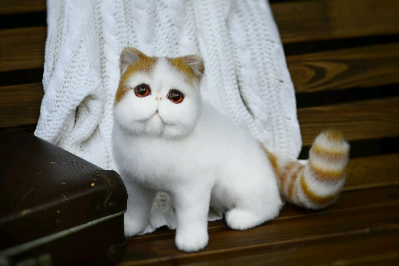 У каких кошек плюшевая шерсть - картинки и фото koshka.top