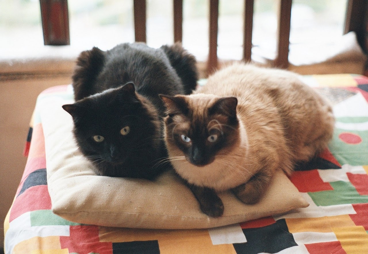 2 кошки. Котики пара. Два кота на диване. Дом для двух котят. Два кота в доме.