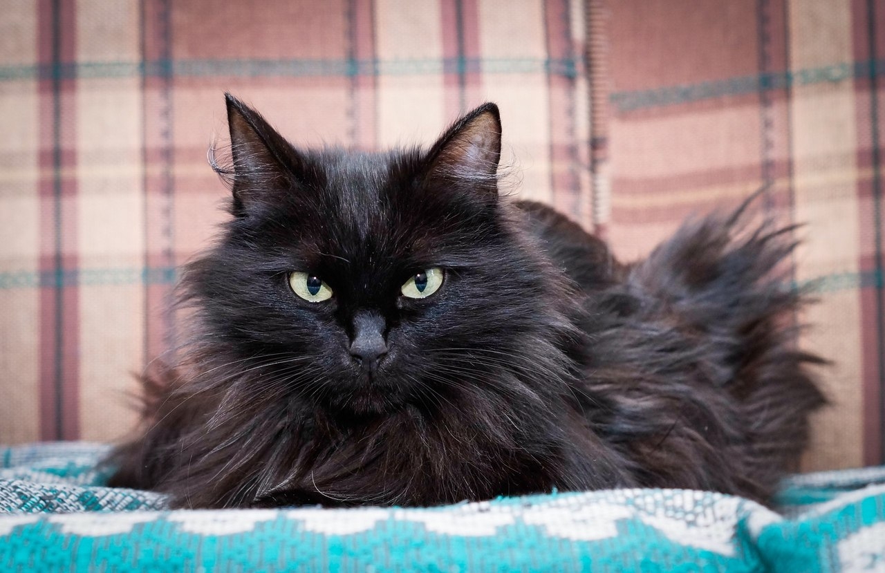 Ангорский черный кот - картинки и фото koshka.top